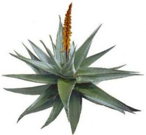 aloe 300x277 Zdravlje i aloe vera 
